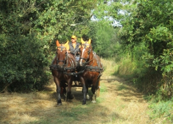 Thouarsais. Inédit : Cette année, les sapins seront collectés… à cheval !