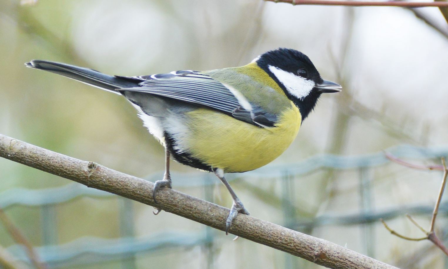 Maine-et-Loire. Ce weekend, prenez une heure pour compter les oiseaux dans votre jardin