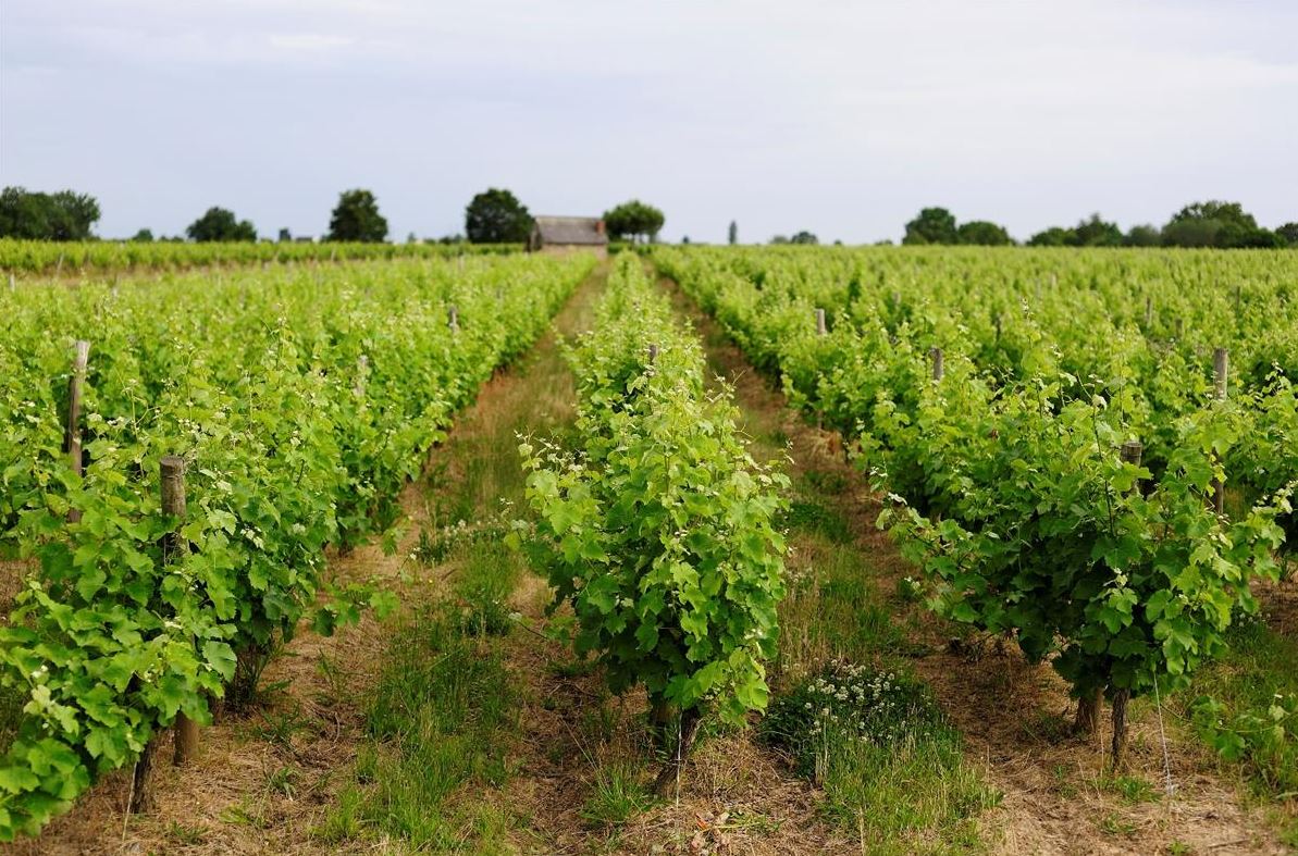 Viticulture. Le syndicat des vins de Bourgueil rejoint l’interprofession des Vins du Val de Loire
