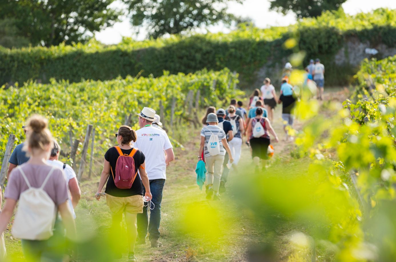 Weekend des 2 et 3 septembre en Saumurois. Vignes Vins Randos revient et fête ses 20 ans
