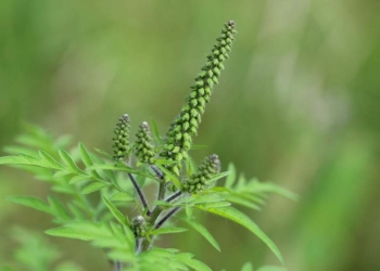 Santé. L’ambroisie, une plante très allergisante qui prolifère