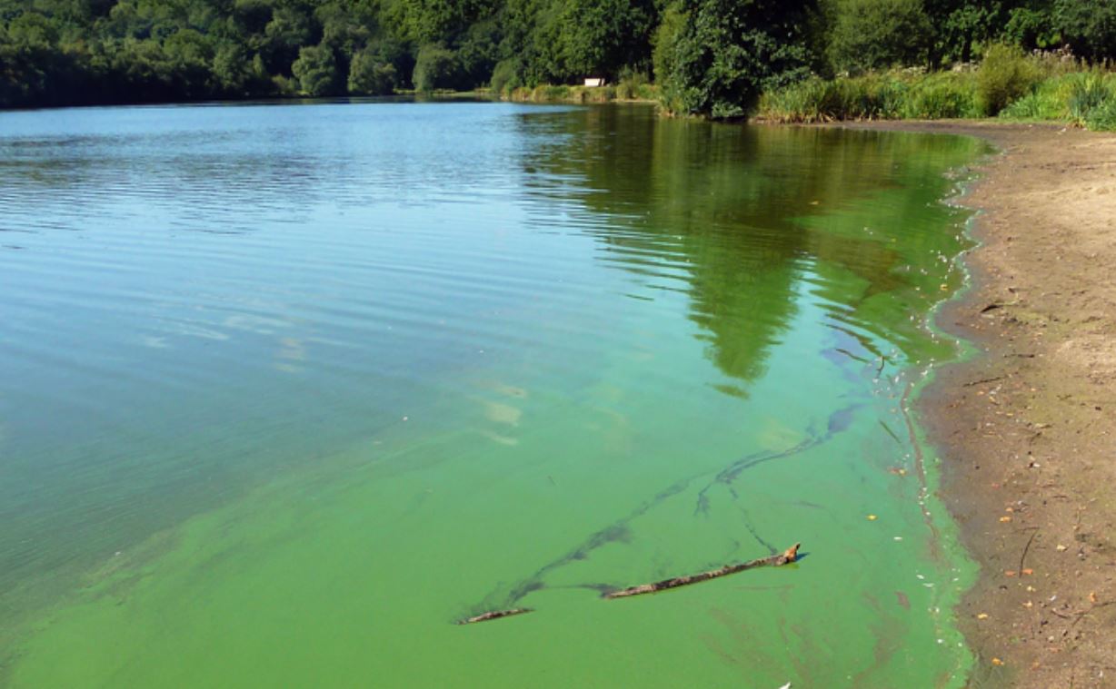 Chinon. Des cyanobactéries potentiellement toxiques détectées dans la Vienne