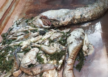 Thouarsais. Poissons morts dans le Thouet : La sécheresse en cause