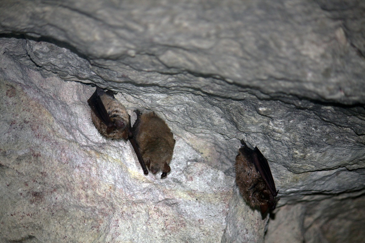 Nature. Quelles sont les chauves-souris présentes en Saumurois ?