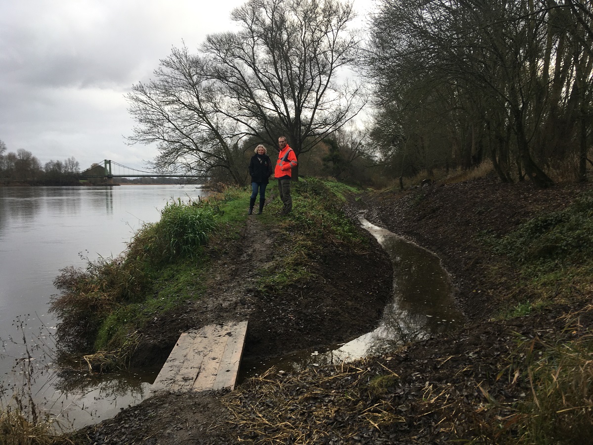 Gennes. Environnement : Une boire reconnectée à la Loire pour le plus grand plaisir des brochets