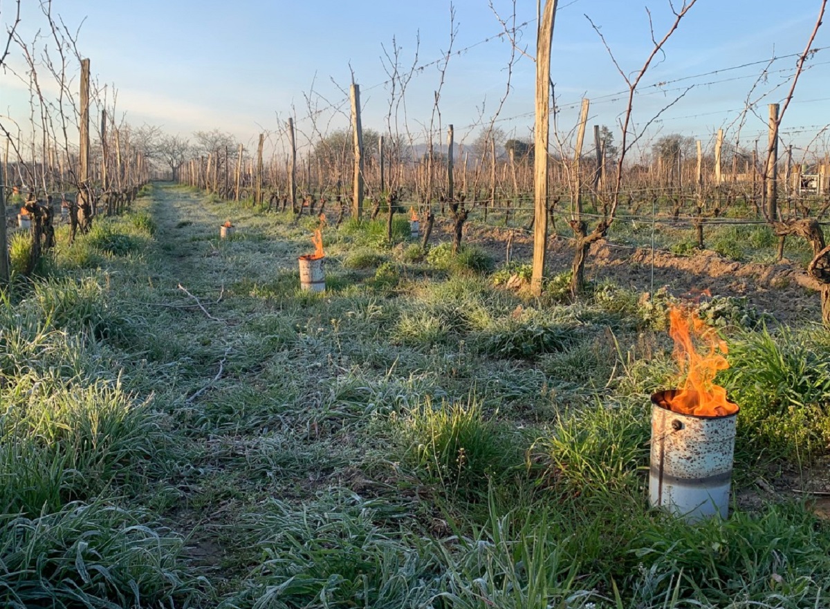 Saumur Champigny. Les viticulteurs en ordre de marche contre le gel de printemps