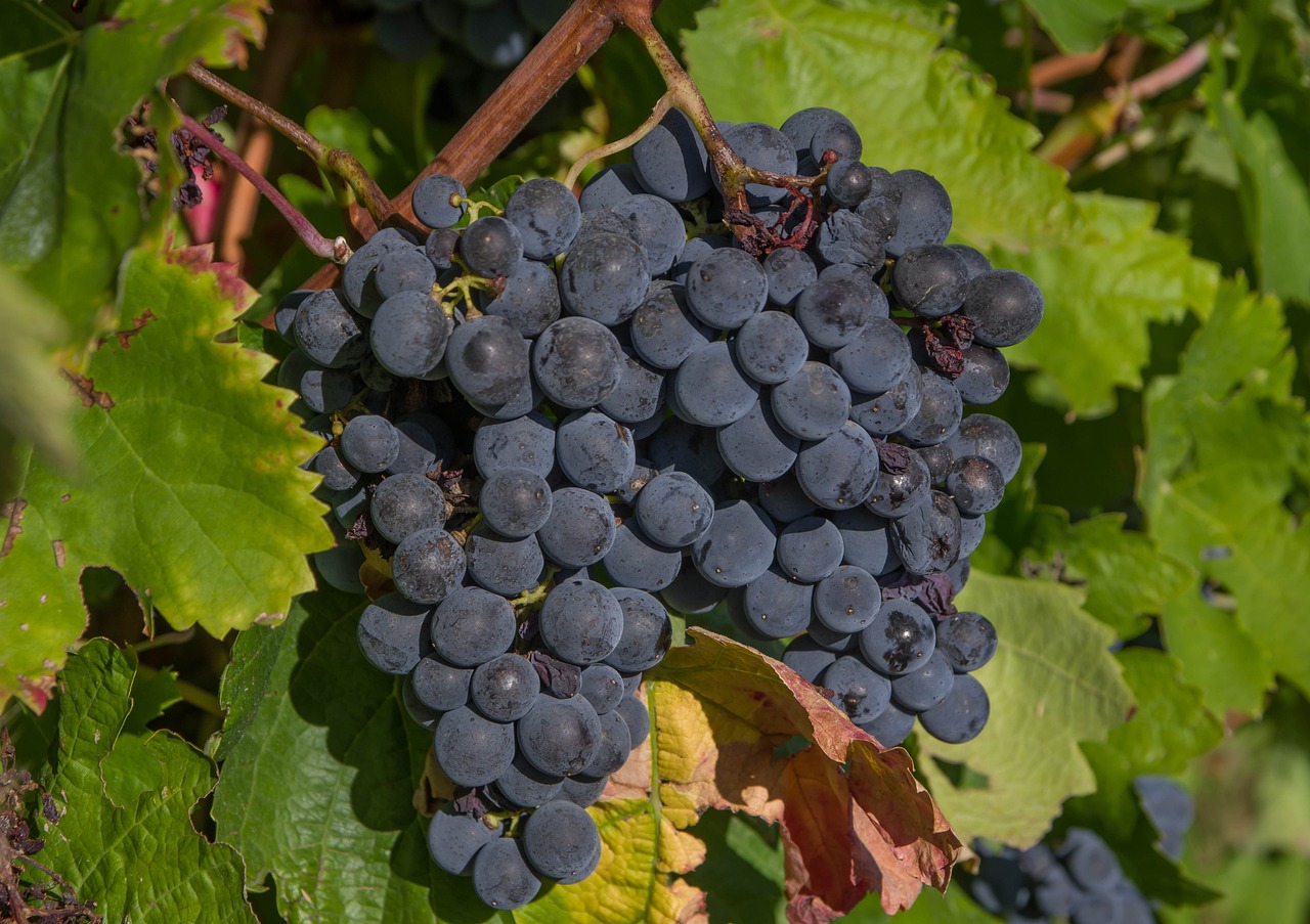 Saumurois. Vendanges : Une année qui s’annonce bonne pour le Saumur-Champigny