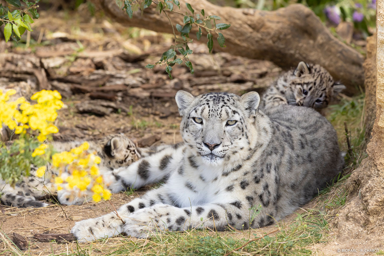 Doué-en-Anjou. Junga, la panthère des neiges du Bioparc est morte