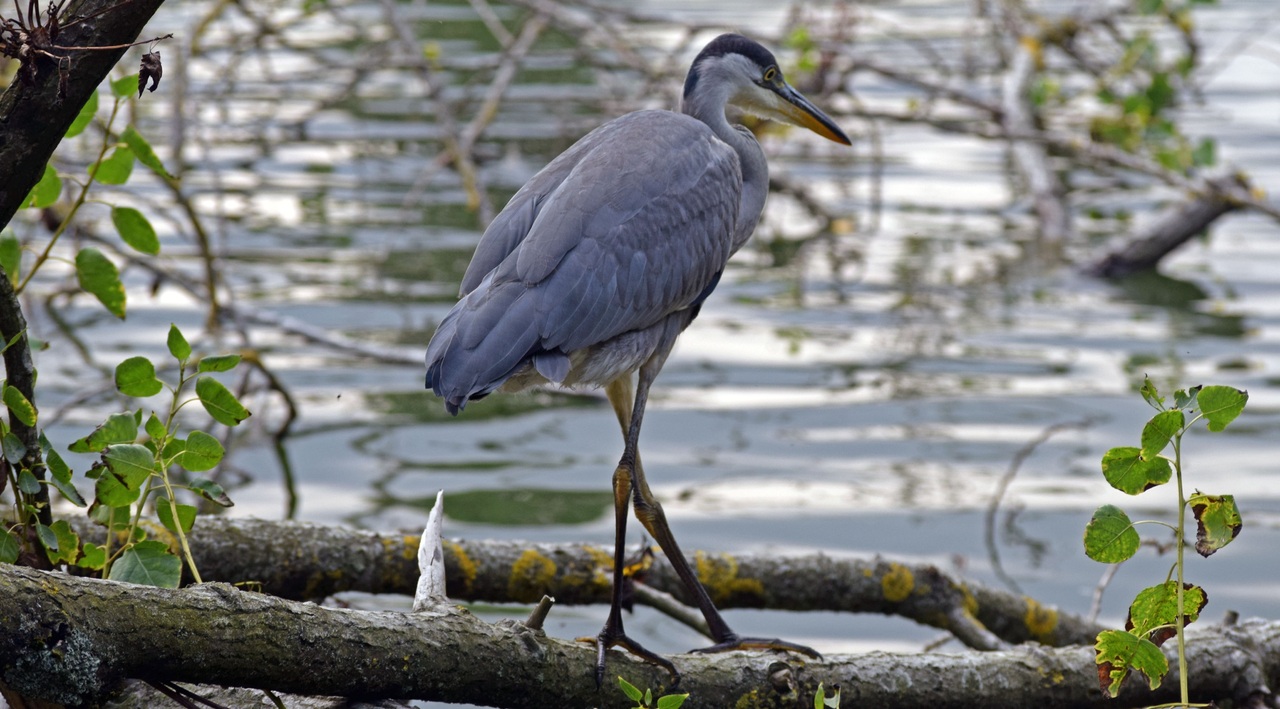 Loire. Beaucoup moins d’oiseaux cette année en raison du niveau d’eau selon la LPO de Touraine