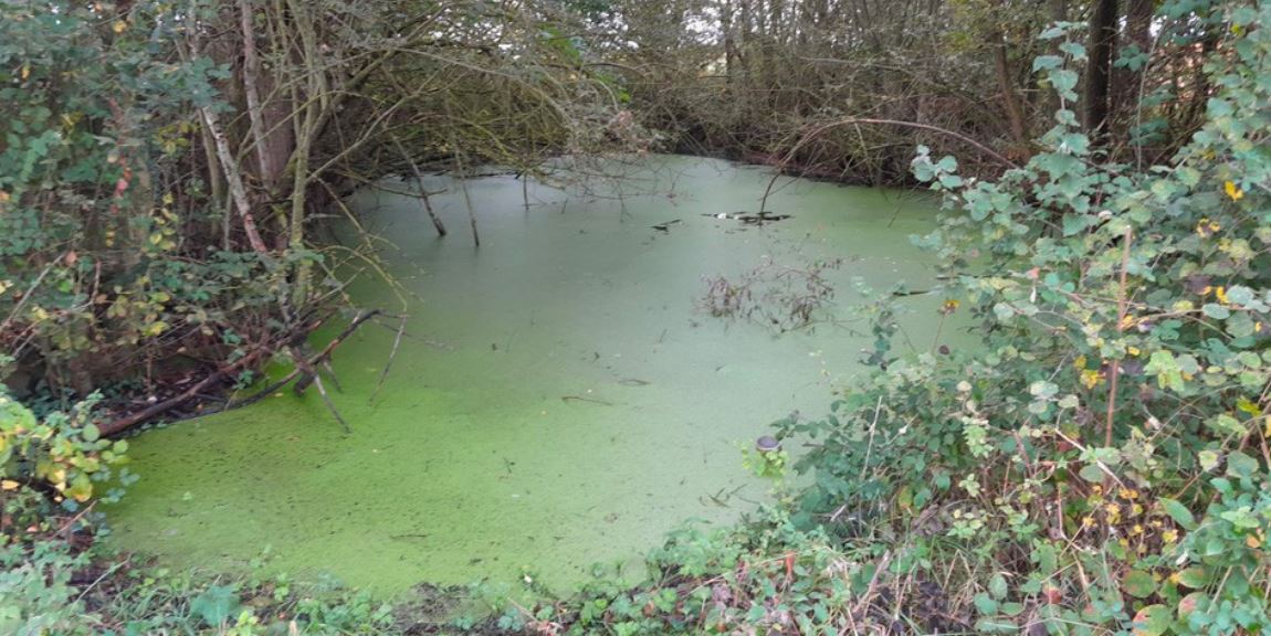 Saumur Val de Loire. L’Agglo va restaurer et créer des mares dès octobre
