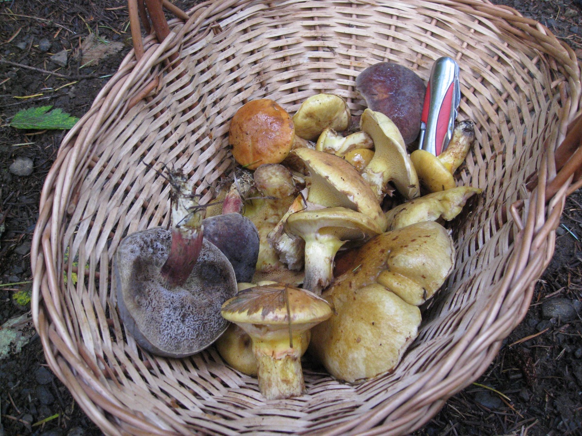 Pays de la Loire. La cueillette des champignons en forêt domaniale… oui mais avec modération !