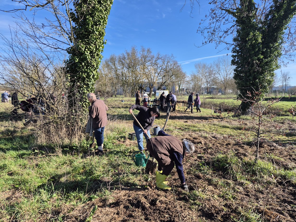 Saumur. En images : Une micro-forêt a vu le jour près du cinéma !