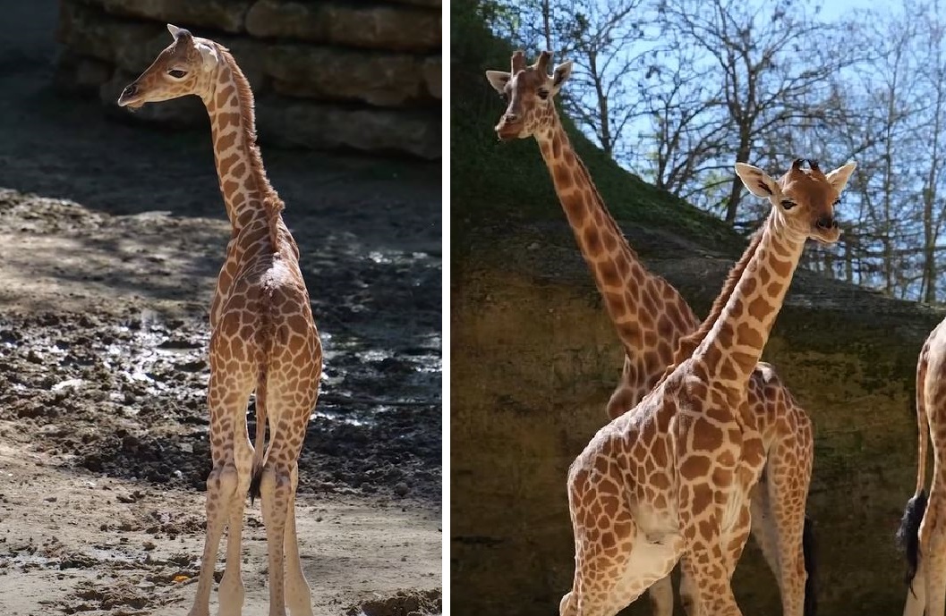 Doué-en-Anjou. Un girafon est né au Bioparc !
