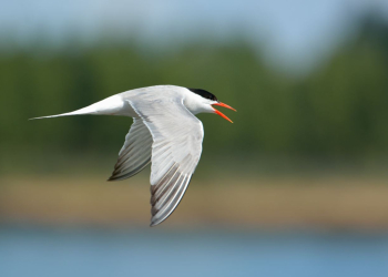 Loire. Adoptez les bons gestes pour préserver les sternes actuellement en période de nidification