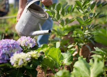 Saumur. Avis aux amateurs de jardinage, les inscriptions au concours Saumur Cité Jardin sont ouvertes