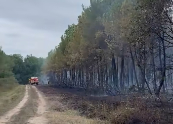 Gennes-Val de Loire. Un incendie embrase 3 hectares de la forêt de Milly