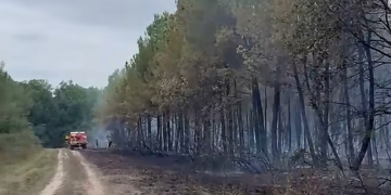 Gennes-Val de Loire. Un incendie embrase 3 hectares de la forêt de Milly