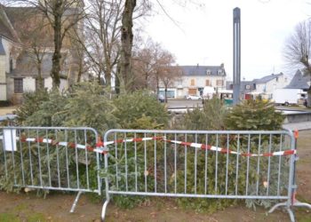Du 7 au 21 janvier à Gennes-Val de Loire : La ville collecte les sapins de Noël pour les recycler