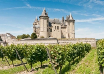Saumur. « Demain, la forêt au Château de Saumur », une mini forêt de 2 500 arbres plantée en 2022