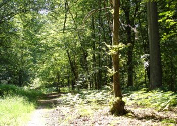 Environnement. Une forêt de projets pour la protection des arbres du Maine-et-Loire