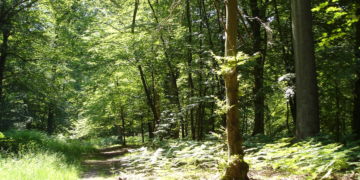 Environnement. Une forêt de projets pour la protection des arbres du Maine-et-Loire