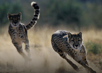 Bioparc de Doué-la-Fontaine : Top guépard pour 2022