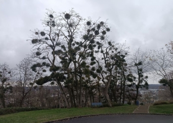 Saumur. Arbres du château : la ville lutte contre la propagation du gui