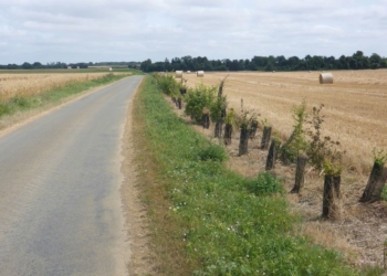19 février à Saint-Jean-de-Thouars. Biodiversité : la commune et les chasseurs vont planter des haies