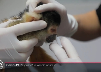 Doué-en-Anjou. Une technique innovante de vaccination nasale expérimentée au Bioparc