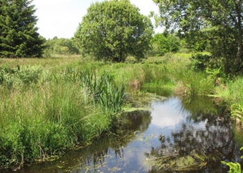 Mercredi 2 février à Saumur. Une animation autour des zones humides