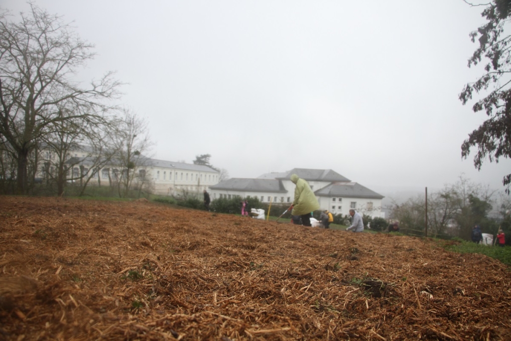 Château de Saumur. Des copeaux de bois pour faire pousser la micro-forêt