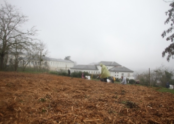 Château de Saumur. Des copeaux de bois pour faire pousser la micro-forêt
