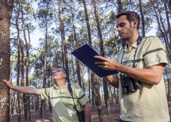Emploi. L’ONF recrute et notamment en Pays de la Loire