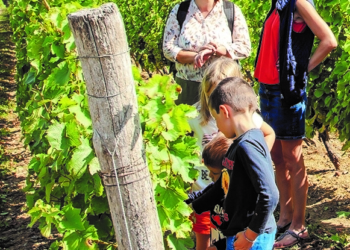 Vienne. Expérience Famille « vis ma vie de vigneron » le 23 février