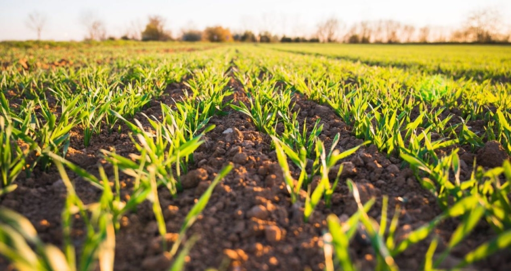 Jeudi 3 mars à Distré. Un forum pour sauver l’agriculture en Saumurois