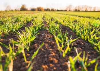 Jeudi 3 mars à Distré. Un forum pour sauver l’agriculture en Saumurois