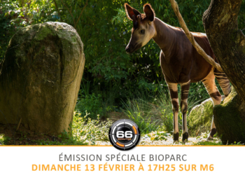Doué-en-Anjou. M6 consacre un long reportage au Bioparc (replay)