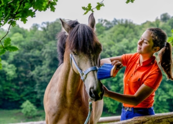 Saumur. Cheval bien-être : la nouvelle application de l’IFCE