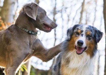 Météo du vendredi 25 février. Le top 3 des chiens de race préférés dans les Pays de la Loire