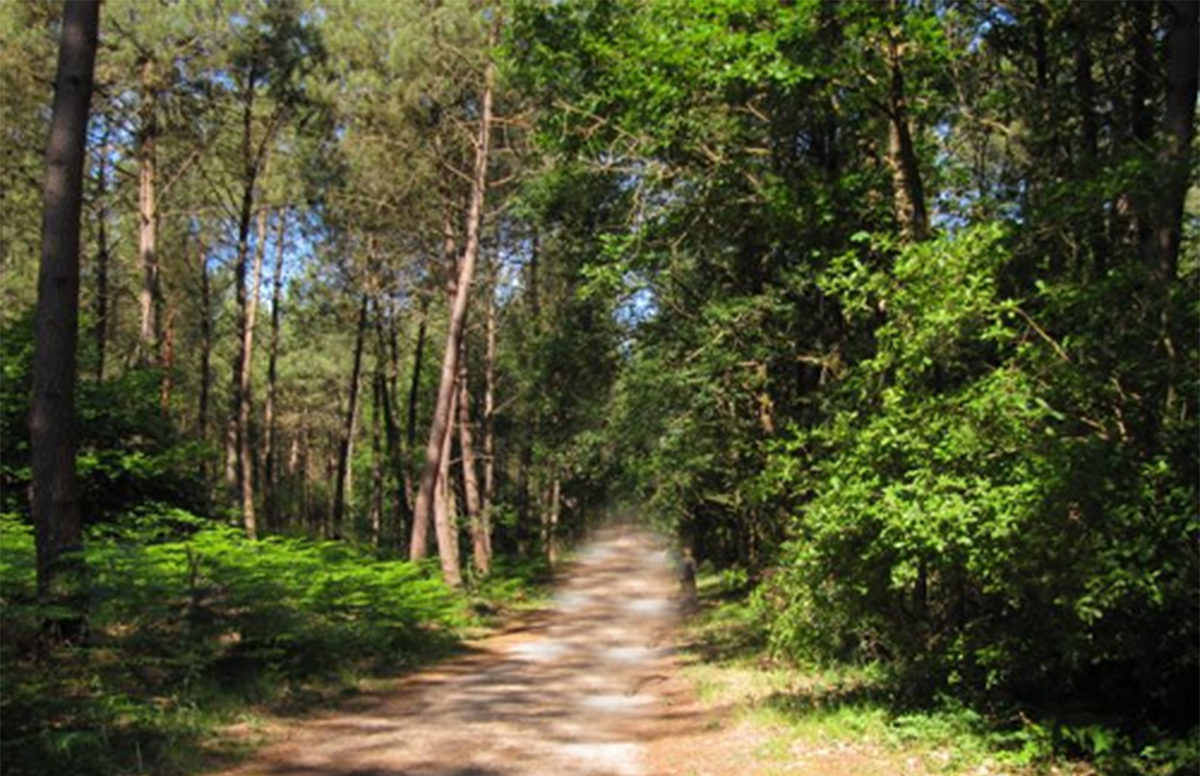 Pays de la Loire. L’ONF appelle les ligériens à la prudence et au civisme en forêt