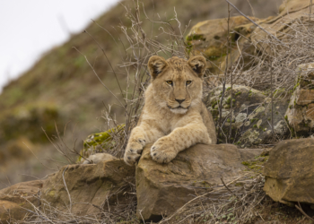 Doué-en-Anjou. Le Bioparc rouvre ses portes ce samedi 5 février avec des nouveautés