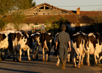 3 mars à Saumur : Jeudi de l’alimentation : la disparition des paysans