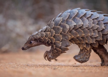 Météo du weekend. Journée mondiale du pangolin