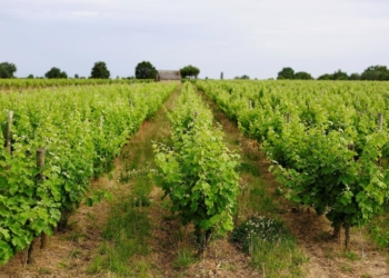 Saumur-Champigny : le Cabernet franc taillé pour l’export