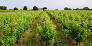 Saumur-Champigny : le Cabernet franc taillé pour l’export