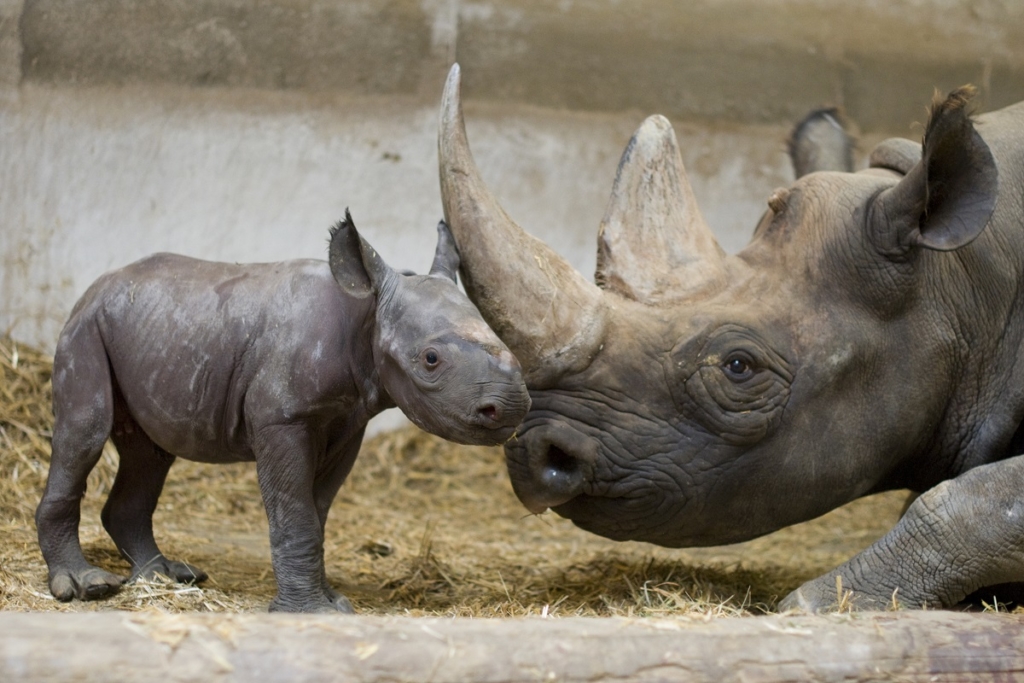 Doué-en-Anjou. Naissance exceptionnelle d’un rhinocéros noir au Bioparc