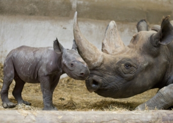 Doué-en-Anjou. Naissance exceptionnelle d’un rhinocéros noir au Bioparc