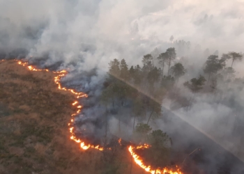 La Breille-les-Pins. 170 hectares de forêt partis en fumée, jusqu’à 230 pompiers mobilisés