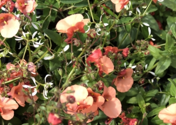 Du 3 au 14 mai à Saumur : Portes ouvertes aux jardins du coeur