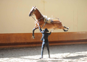 Saumurois. « Tous en selle vers l’emploi »
